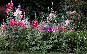 Bauerngarten